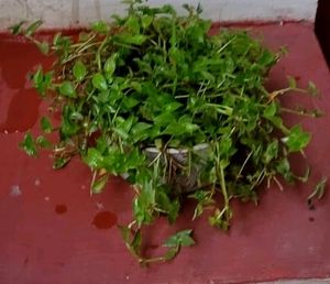 Turtle Vine Plant &amp; Pot