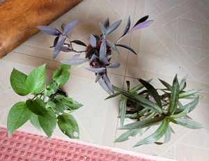 3 set evergreen Plants🪴