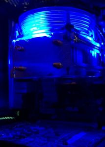 RGB Air Cooler for CPU
