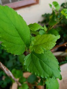 High Yielding Mulberry Fruit  Plant Stem Cuttings