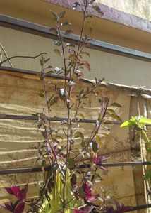 Tulsi Plant Rooted Small 20rs