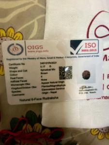 Natural 6-Face Rudraksha (छह मुखी रुद्राक्ष)