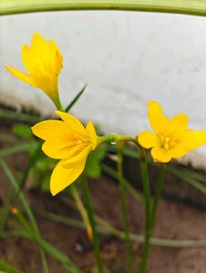 Rain Lily (Yellow)- 10 Seeds (90% Germination)