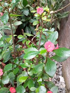 Crown of Thorns Plant