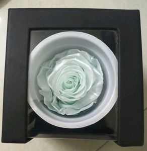 FNP Preserved Rose