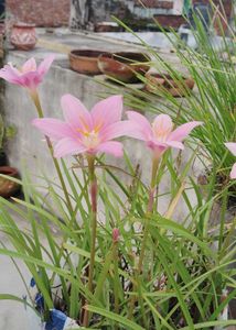 Rain Lilies