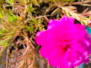 Moss Rose Combo