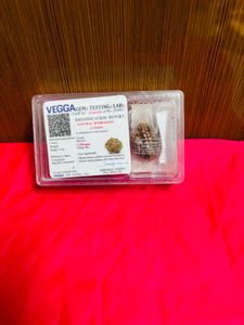 original 2 mukhi rudraksha