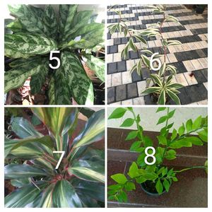 you can select 10 Live root plants