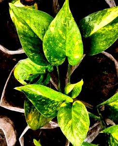 Decorative Money Plants