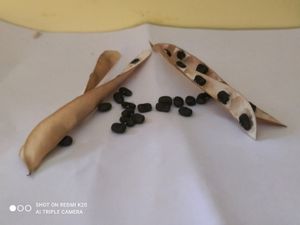 Clitoria Flower Plant Seeds