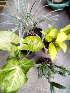 Mix Plants