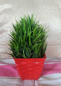 Plastic 🌲 Green Colour 💚