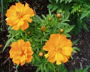 Orange Cosmos Flower Seeds 🧡