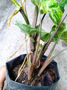 Assorted Houseplant Collection