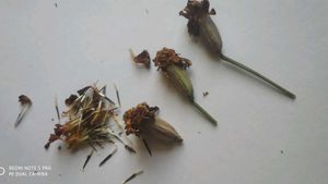 Basil Tulsi Seeds