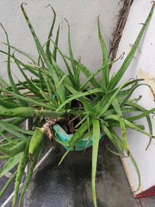 Combo Of 3 Plants - Dwarf Snake, Rio And Aloe