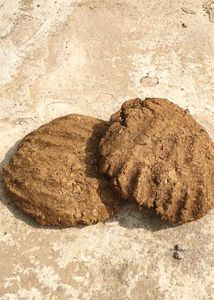 Cow Dung