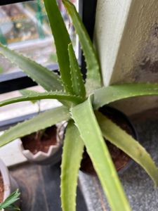 Aloe vera plant