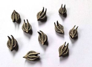 Bat Head Roots