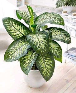 Dieffenbachia seguine (Indoor/Outdoor Plant)