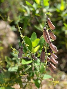 *E*  Crotalaria plant/Butterfly Attracting Plant
