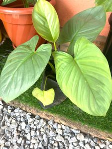 silver homolomena same plant
