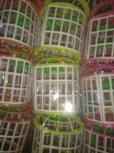 Toy Pinjra(6 Piss/Random Colour)😇