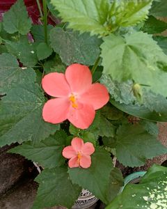 Flowering 🌺🌻🌹🌷 Seeds @ Low Price