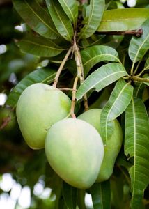 JAPANI ALL TIME MANGO