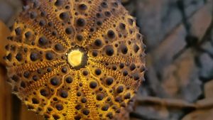 Urchin Shells - Rare