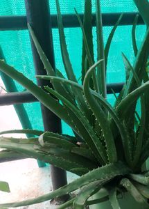 1 Ayurvedic Green  Healthy Aloe vera