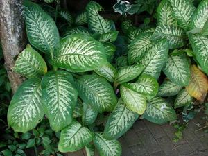 Dieffenbachia seguine (Indoor/Outdoor Plant)