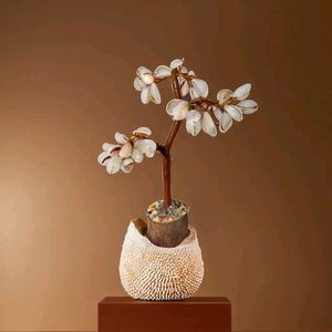 Kodi Shell Tree of 50 Cowrie Shells