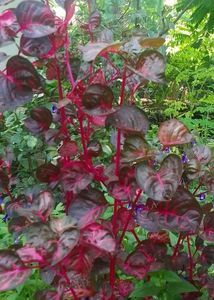 Red Plant