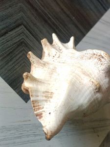 Large Decorative Seashell