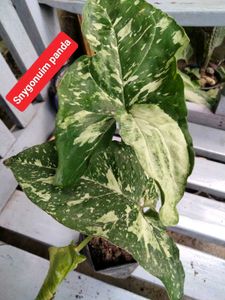 plants combo offer