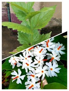 All Time Harsingar Plant