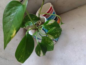 Pothos Plant in Upcycled Planter