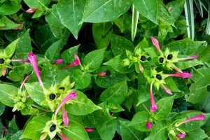 4&#39;०Clock 🟪Pink Flower Plants Seeds