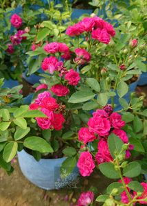 Hazari Rose Plant Pack Of 1