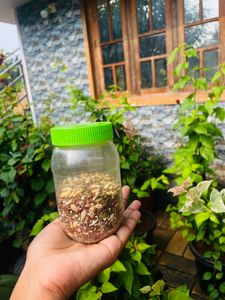 Dry Seeds