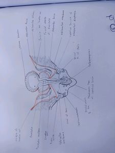 Anatomy Hand Drawn All Colourful Labelled Diagrams