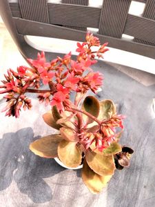Flowering Kalaonchee With Same Pot
