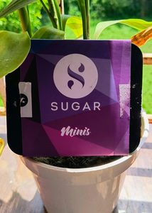 Sugar Cosmetics Mini Lipstick Combo 4