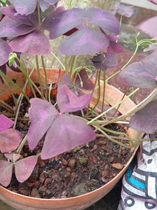 Purple Shamrock Plant