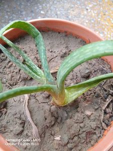 Potted Aloe Plant