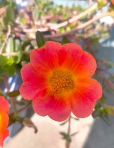 Purslane X