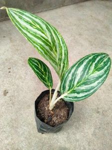 Mix Plants Combo