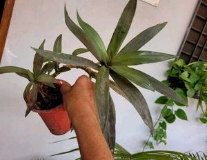 Set 2  Money Plant &amp; Mose In The Cardle Plan